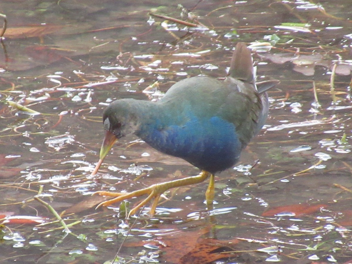 アメリカムラサキバン - ML645296291