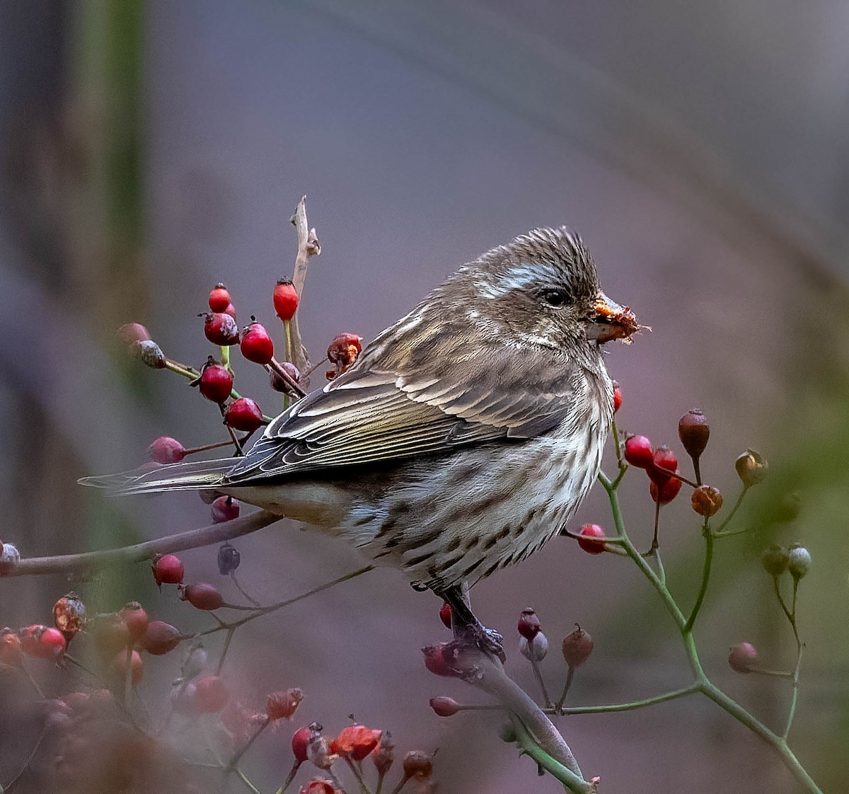 Roselin pourpré - ML645296307