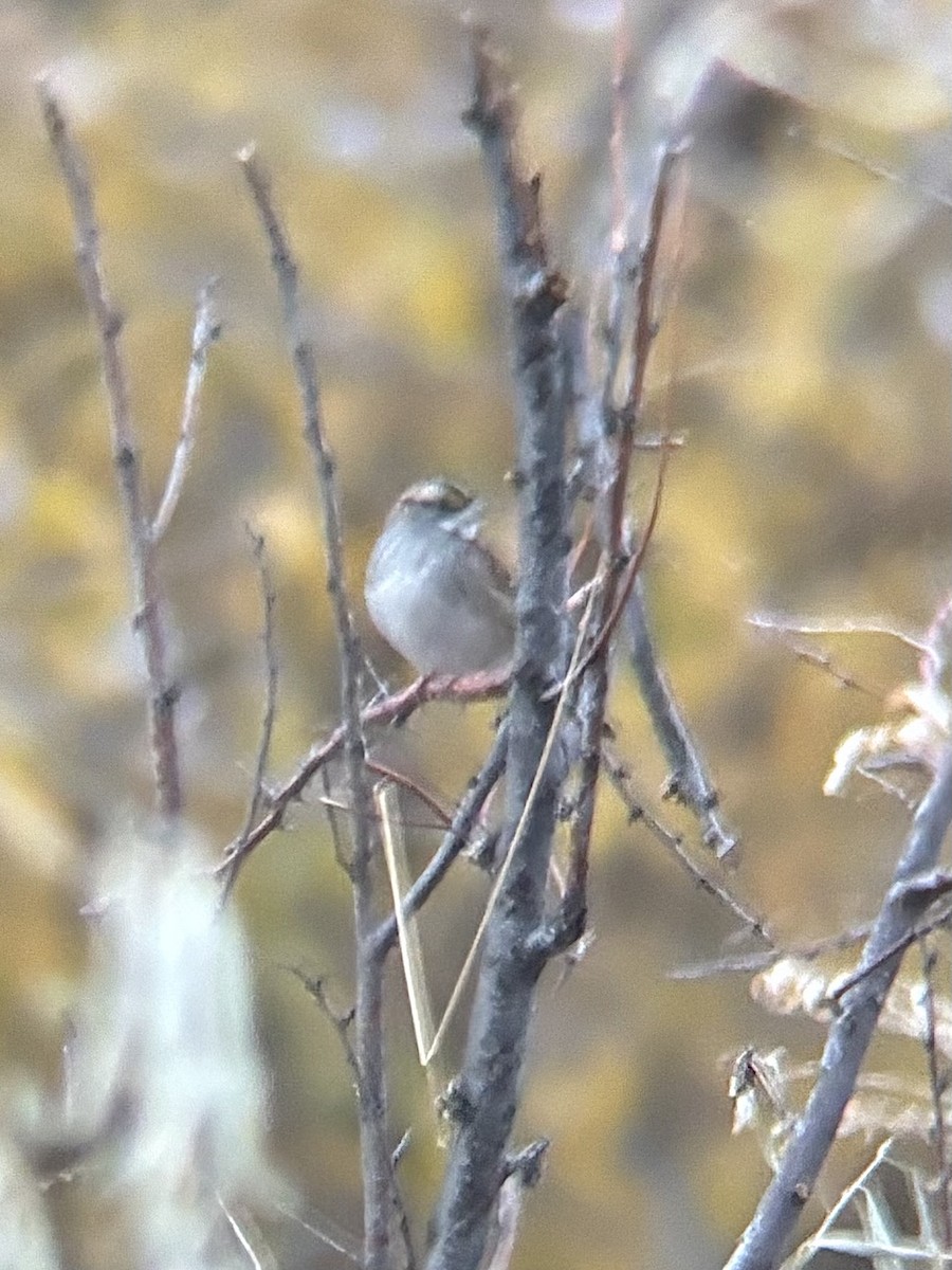 White-throated Sparrow - ML645296308