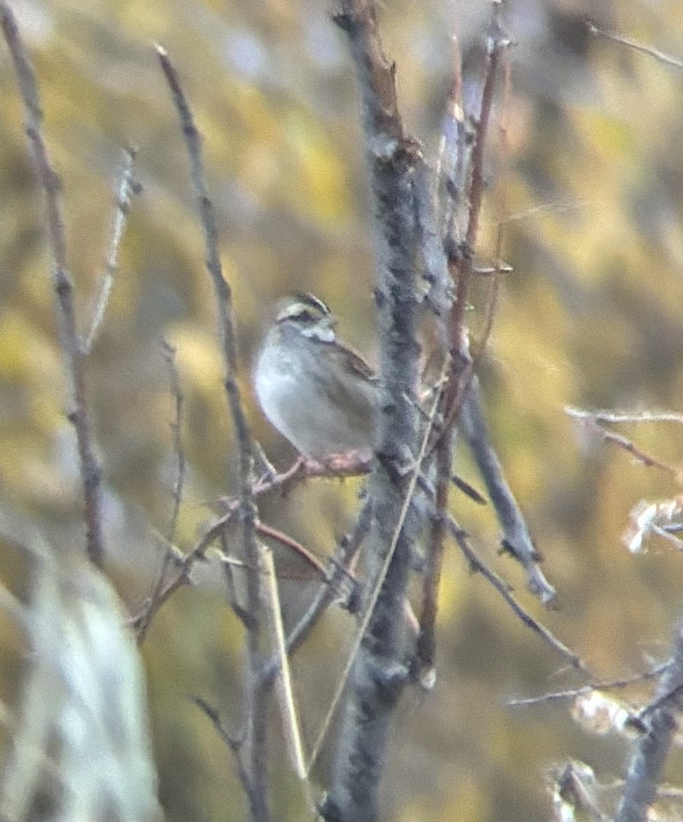 White-throated Sparrow - ML645296309