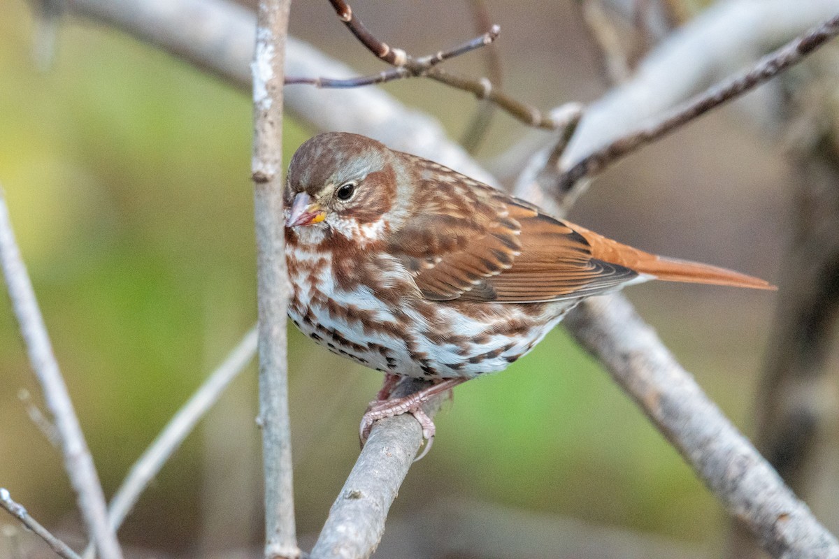 Fox Sparrow - ML645296317