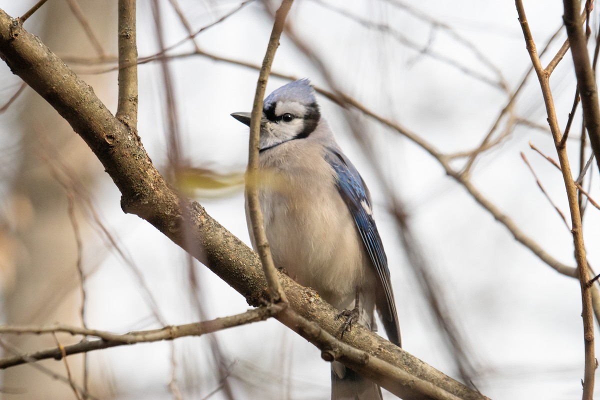 Blue Jay - ML645296321