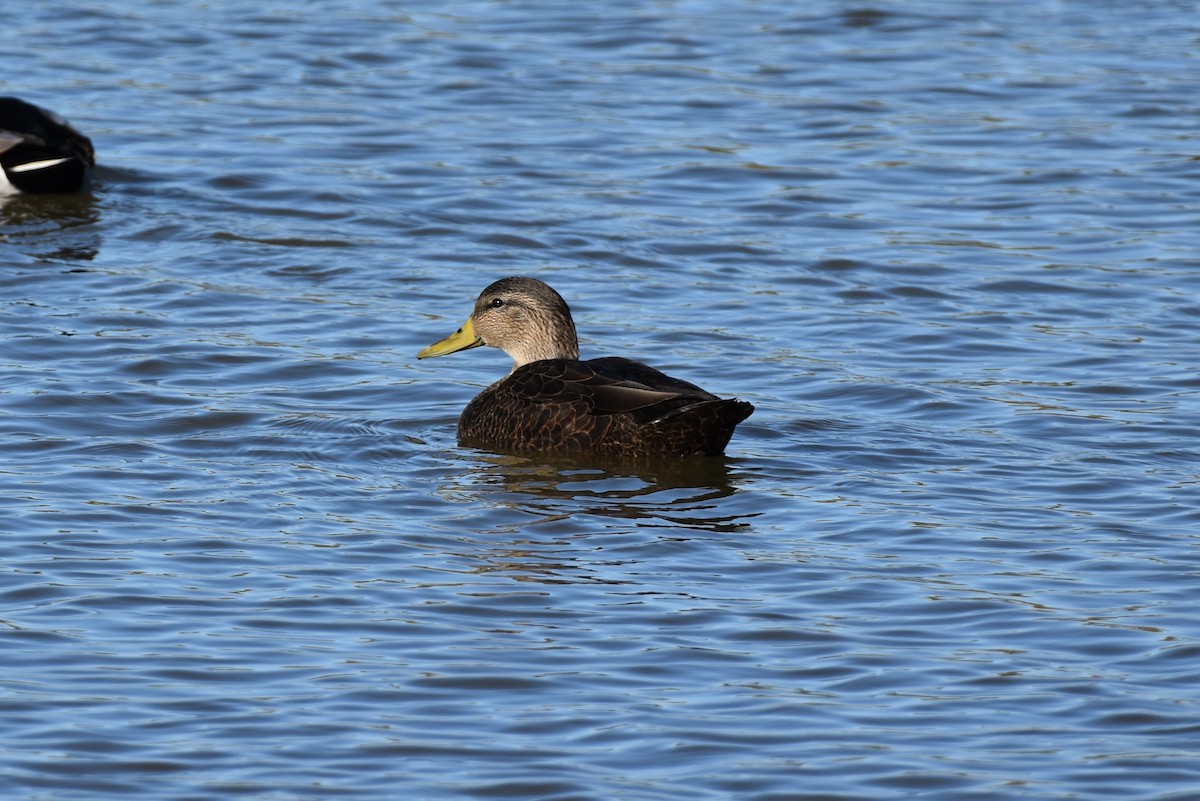American Black Duck - ML645296322