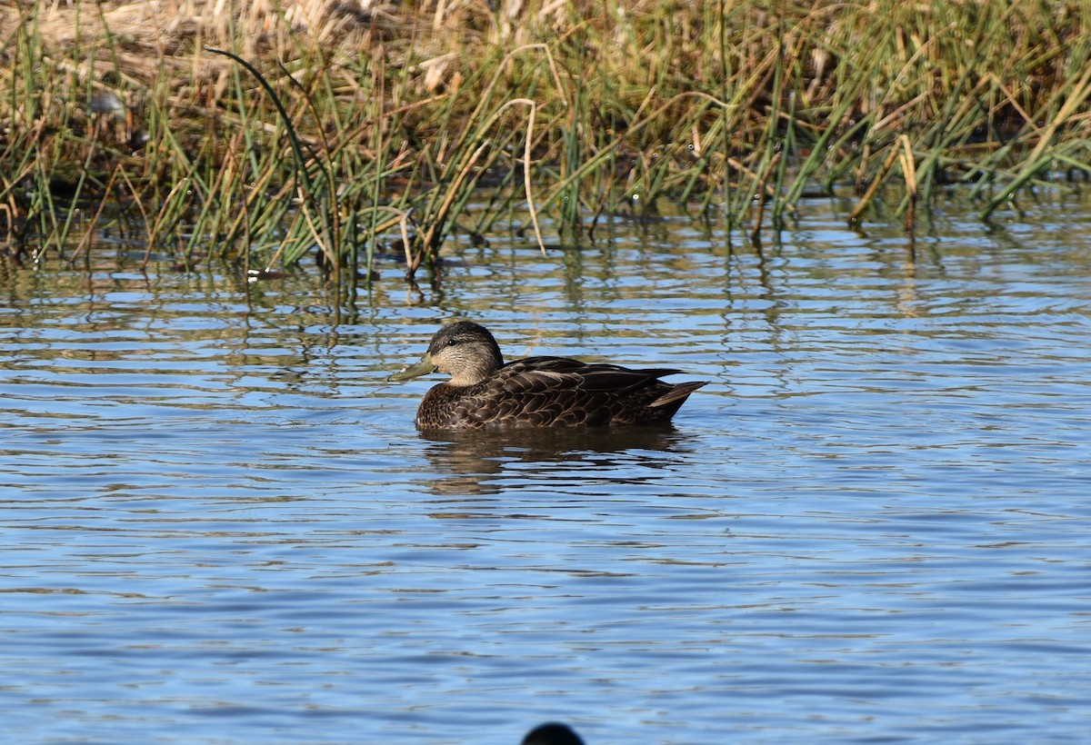 American Black Duck - ML645296326