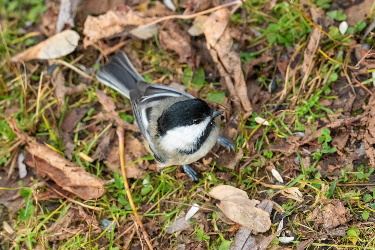 Black-capped Chickadee - ML645296327