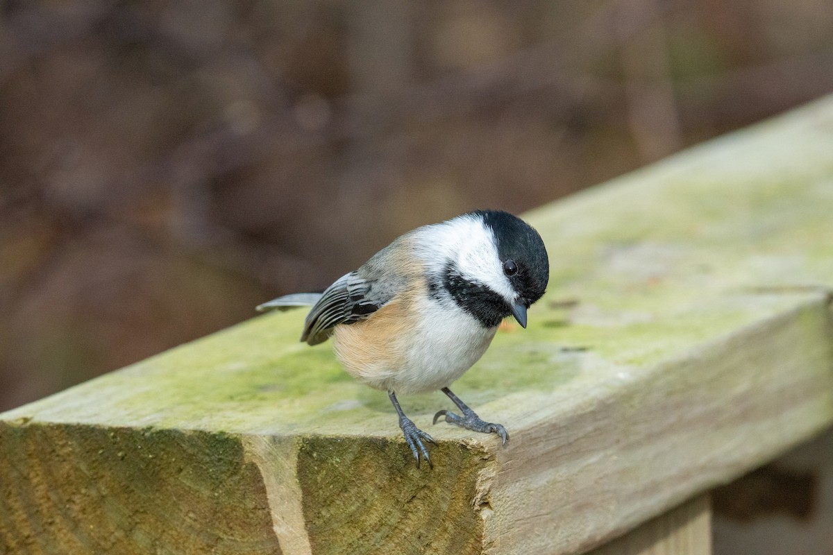 Black-capped Chickadee - ML645296329