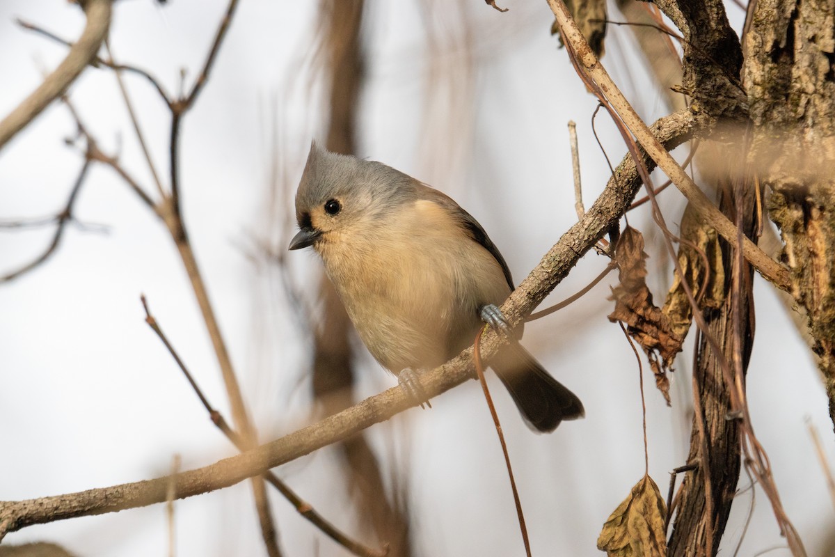 Tufted Titmouse - ML645296334