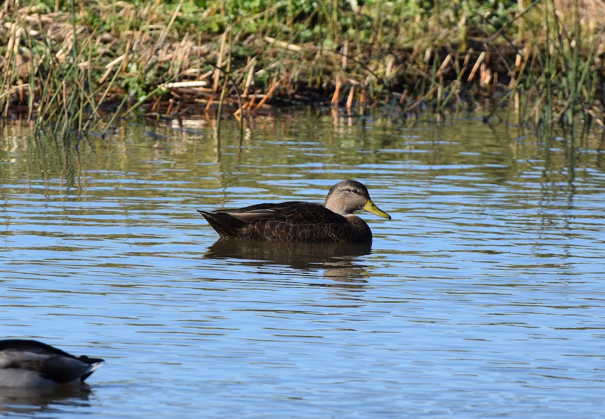American Black Duck - ML645296335