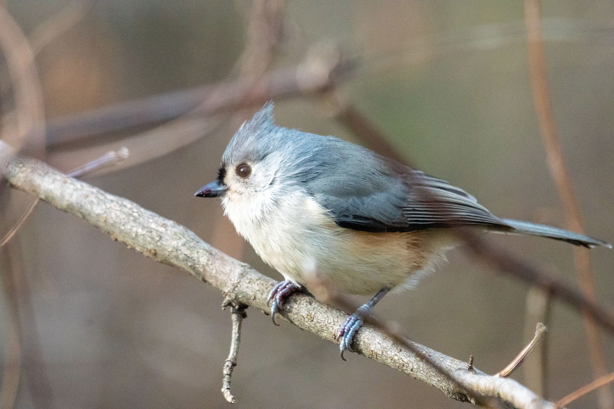 Tufted Titmouse - ML645296336