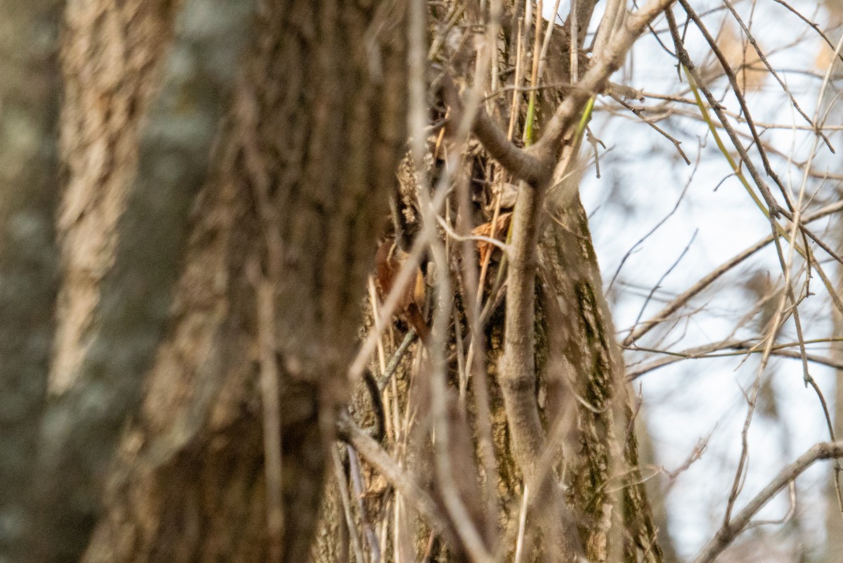 Carolina Wren - ML645296339