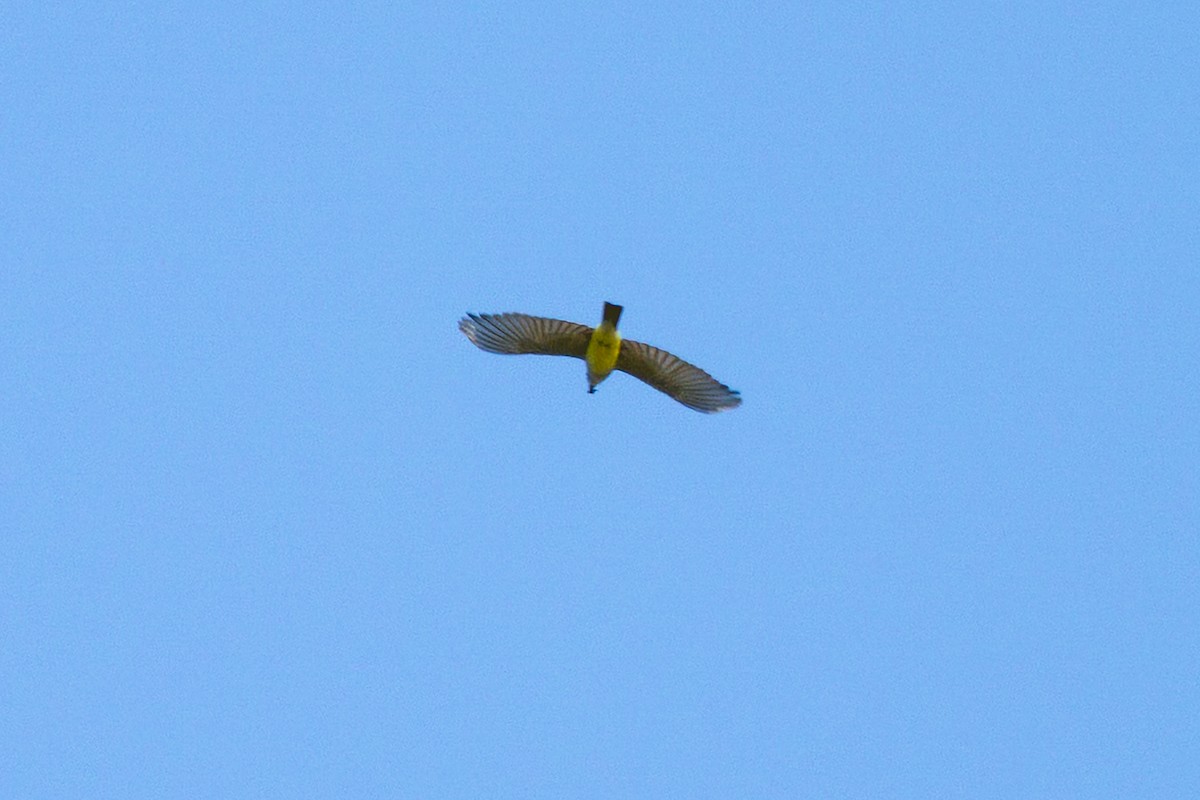 Western Kingbird - ML645296340