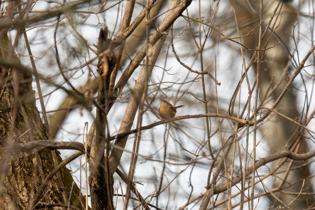 Carolina Wren - ML645296341