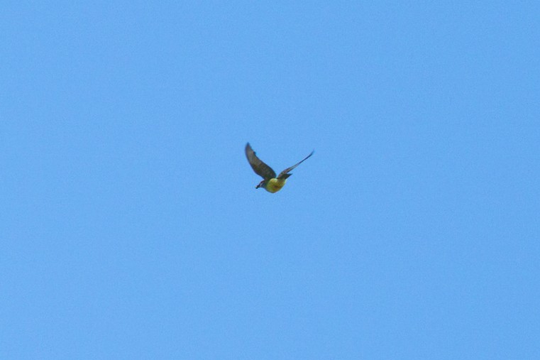 Western Kingbird - ML645296345