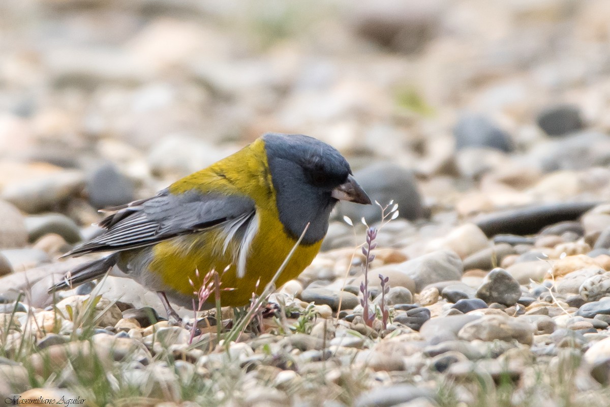 Gray-hooded Sierra Finch - ML645296349