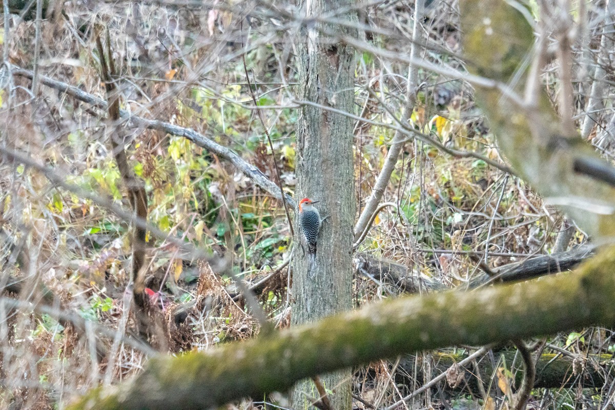 Red-bellied Woodpecker - ML645296352