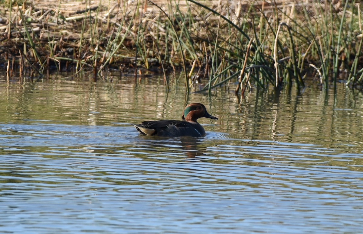 Green-winged Teal - ML645296353