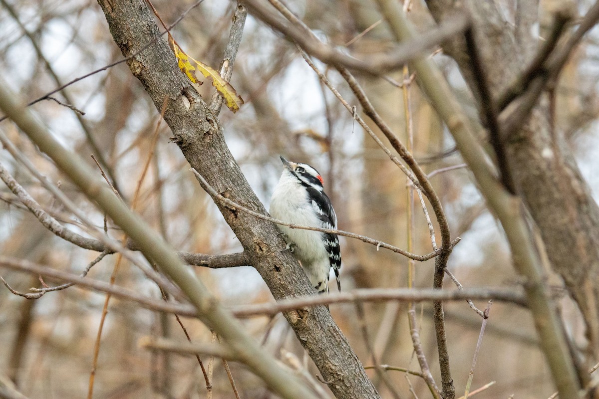 Downy Woodpecker - ML645296355