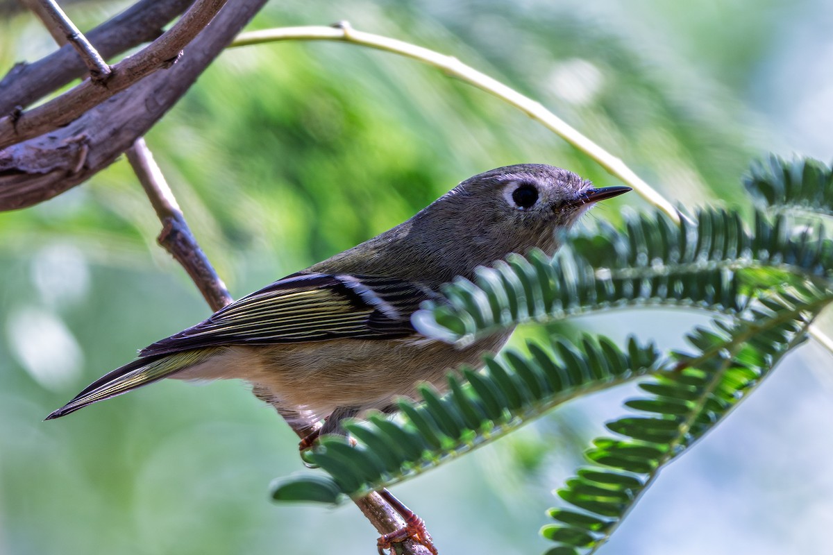 Ruby-crowned Kinglet - ML645296356