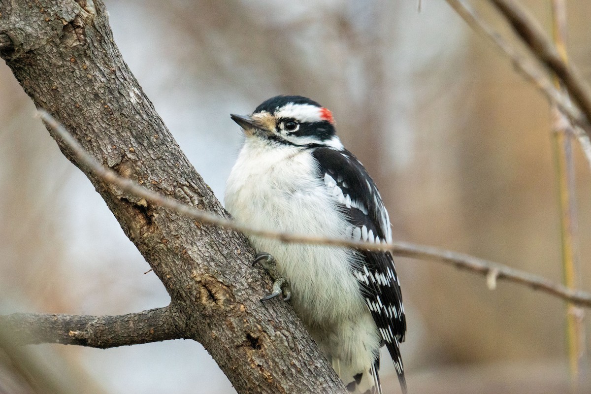 Downy Woodpecker - ML645296358