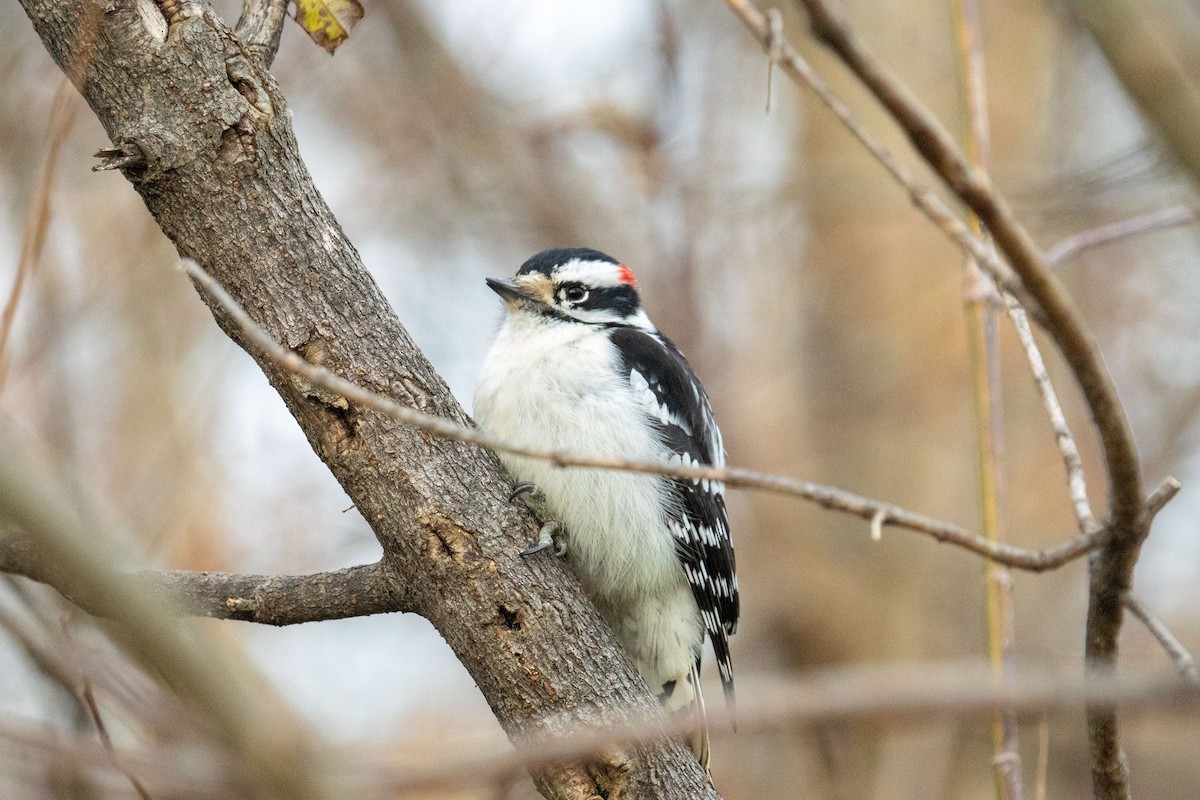 Downy Woodpecker - ML645296360