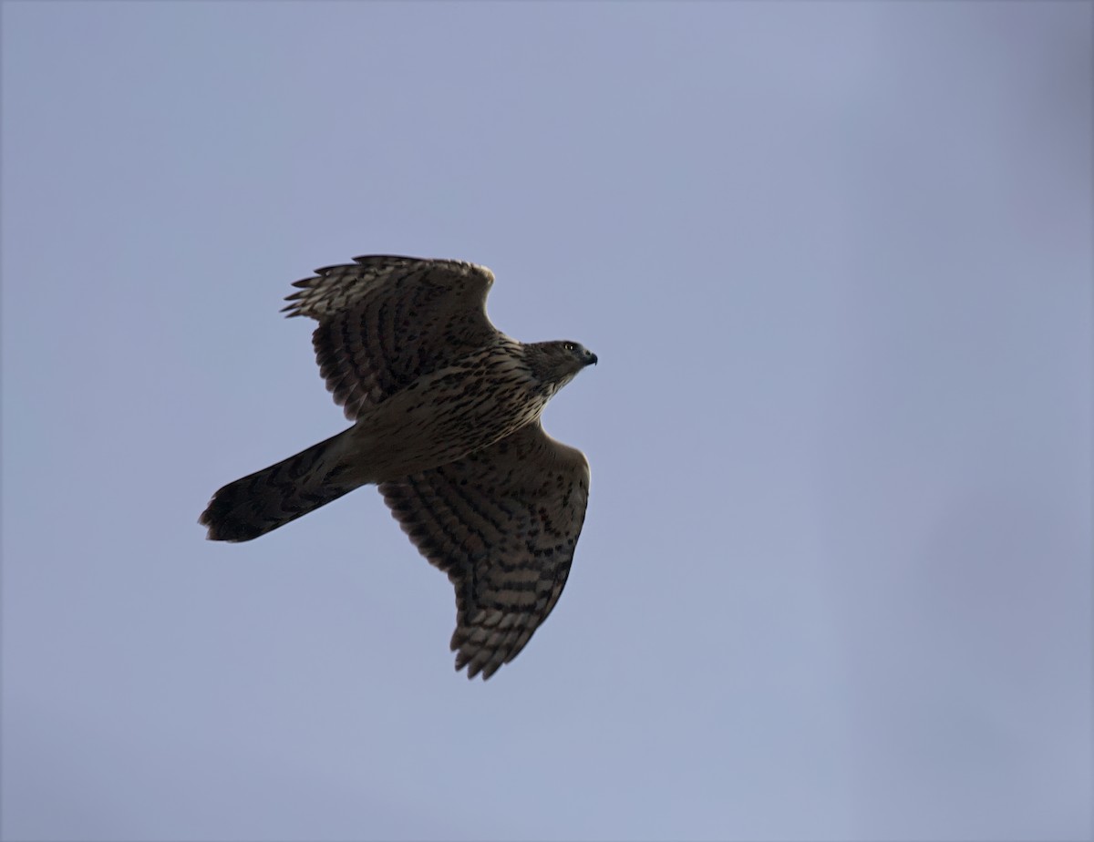 American Goshawk - ML645296361