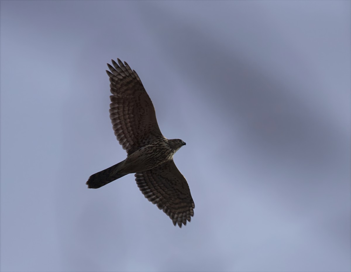 American Goshawk - ML645296362
