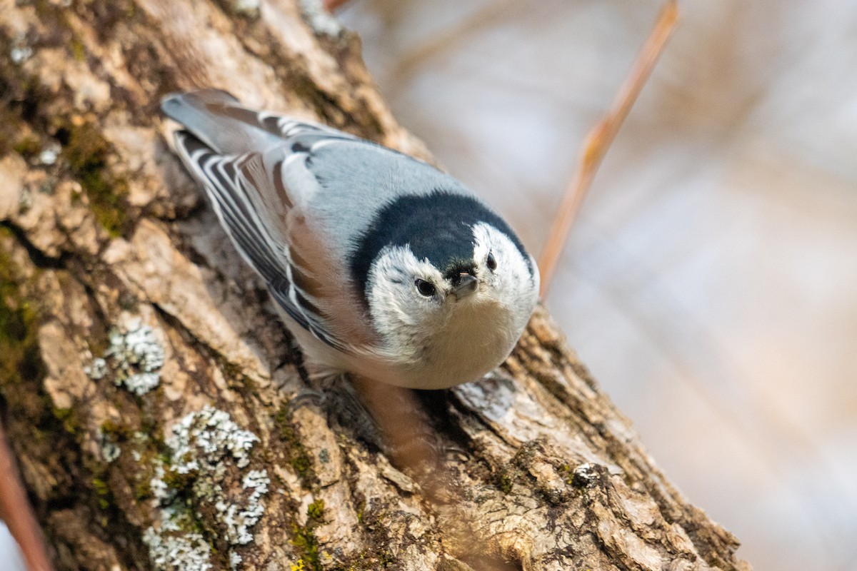 White-breasted Nuthatch - ML645296365