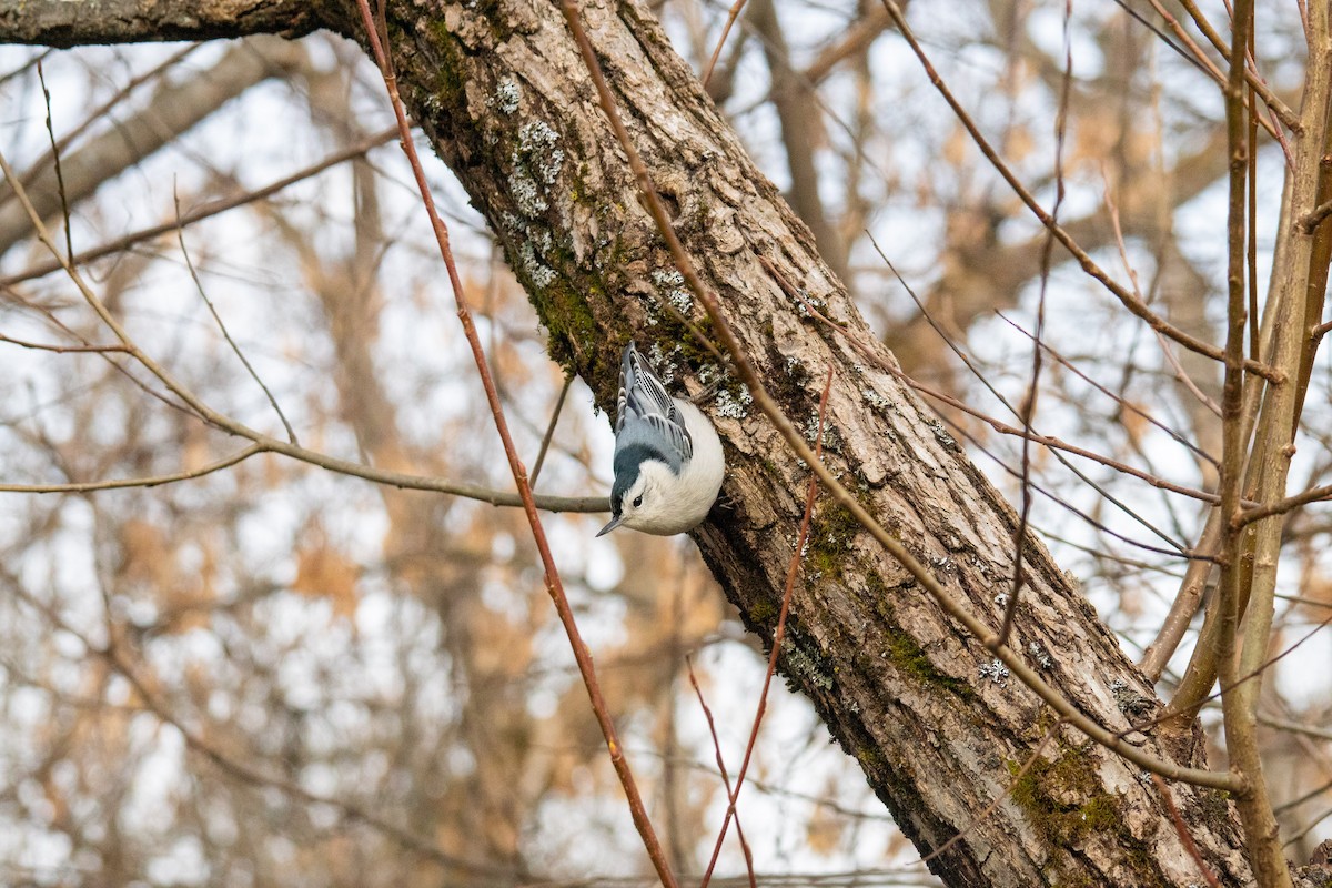 White-breasted Nuthatch - ML645296366