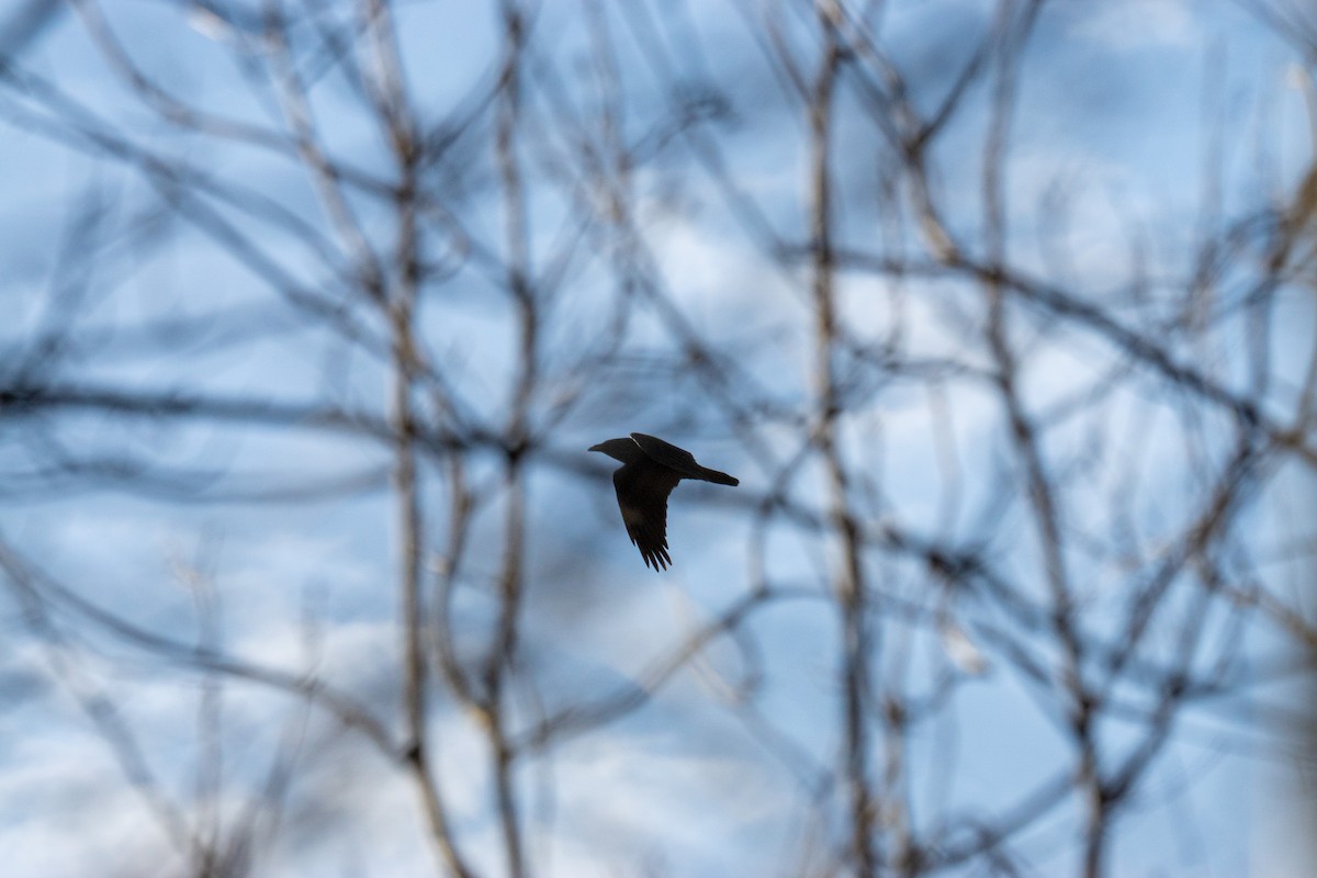 Common Raven - ML645296367