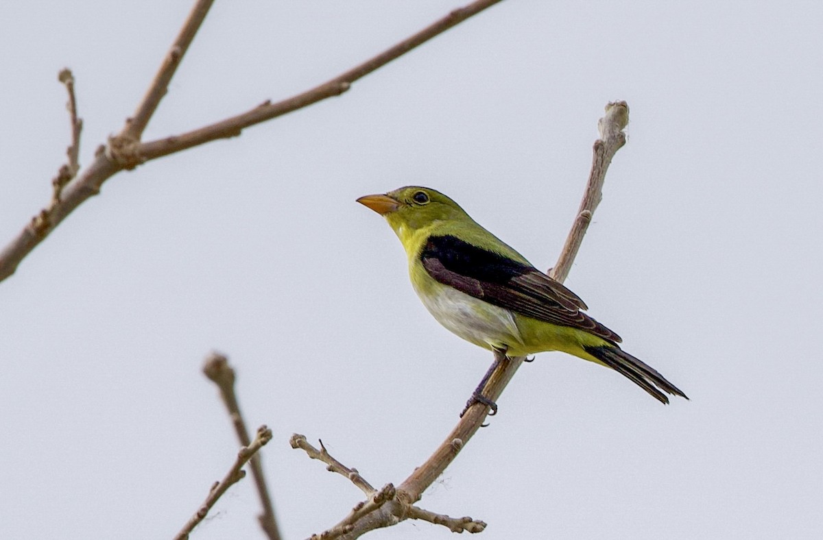 piranga šarlatová - ML645296370