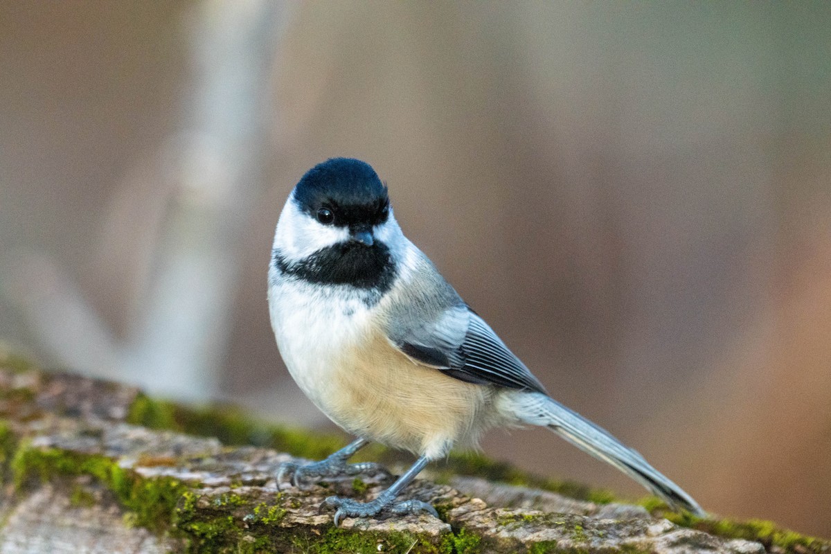 Black-capped Chickadee - ML645296371
