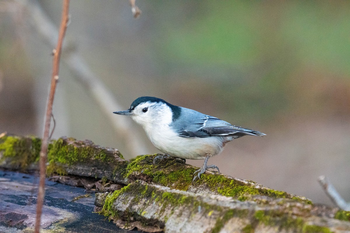 White-breasted Nuthatch - ML645296374