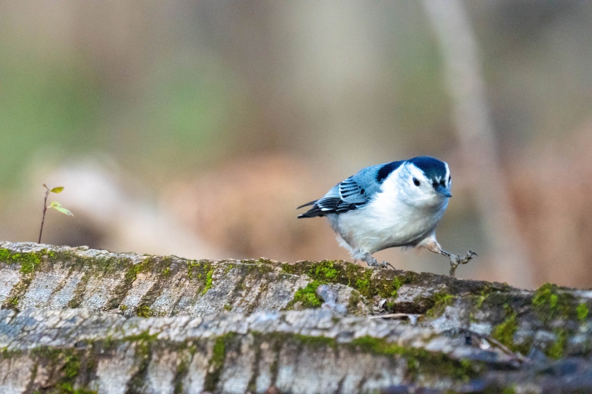 White-breasted Nuthatch - ML645296376