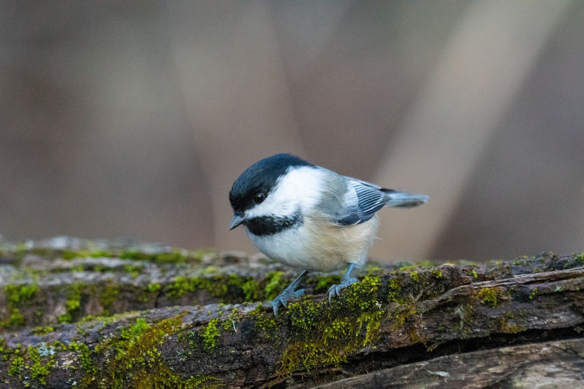 Black-capped Chickadee - ML645296378