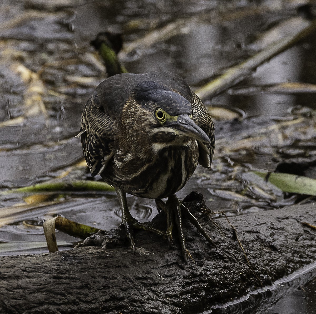 Green Heron - ML645296379