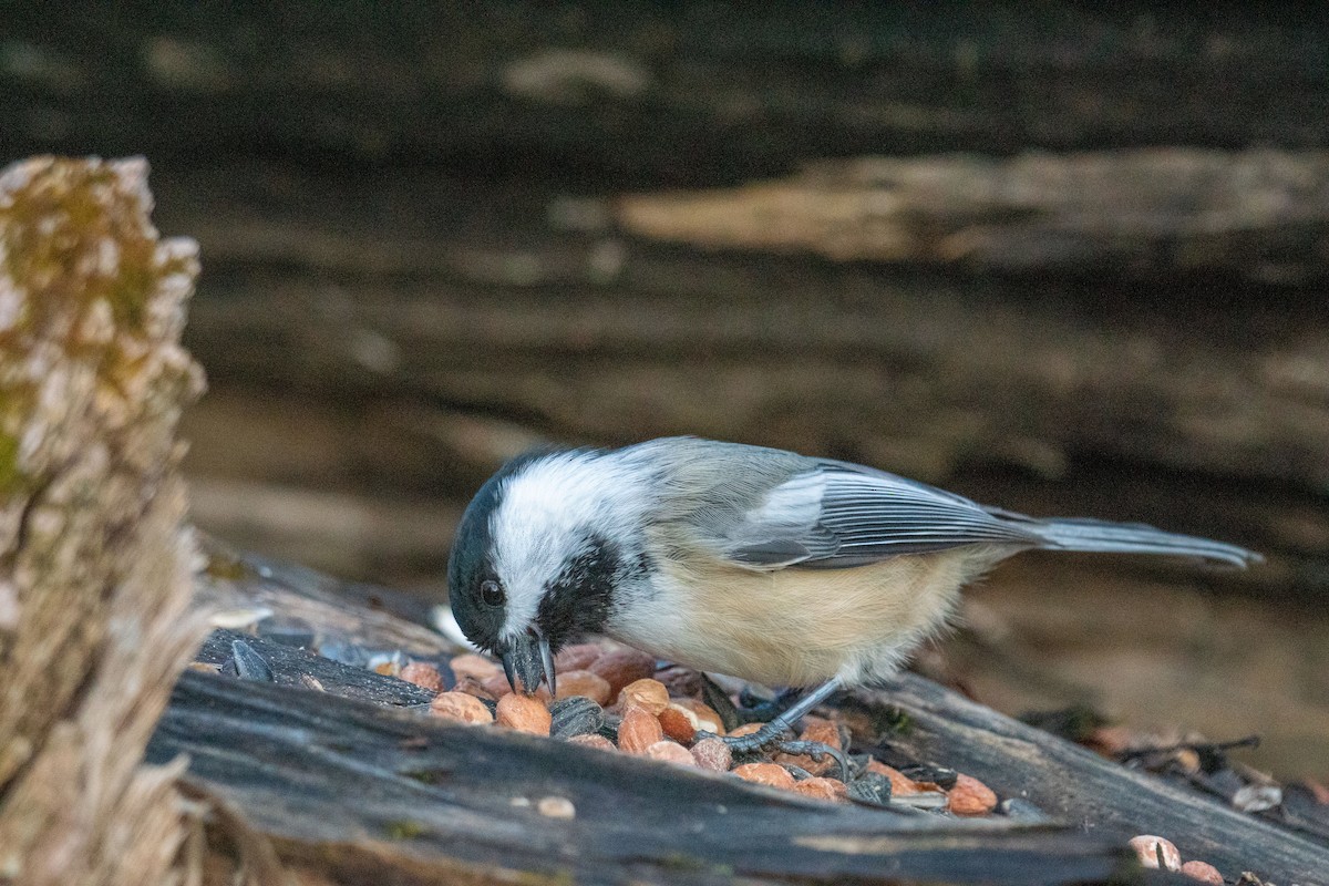 Black-capped Chickadee - ML645296381
