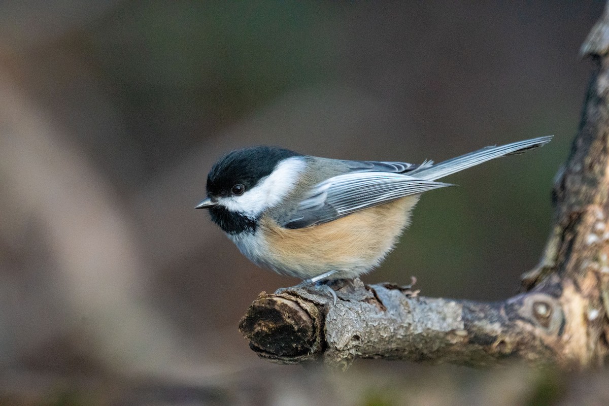 Black-capped Chickadee - ML645296386