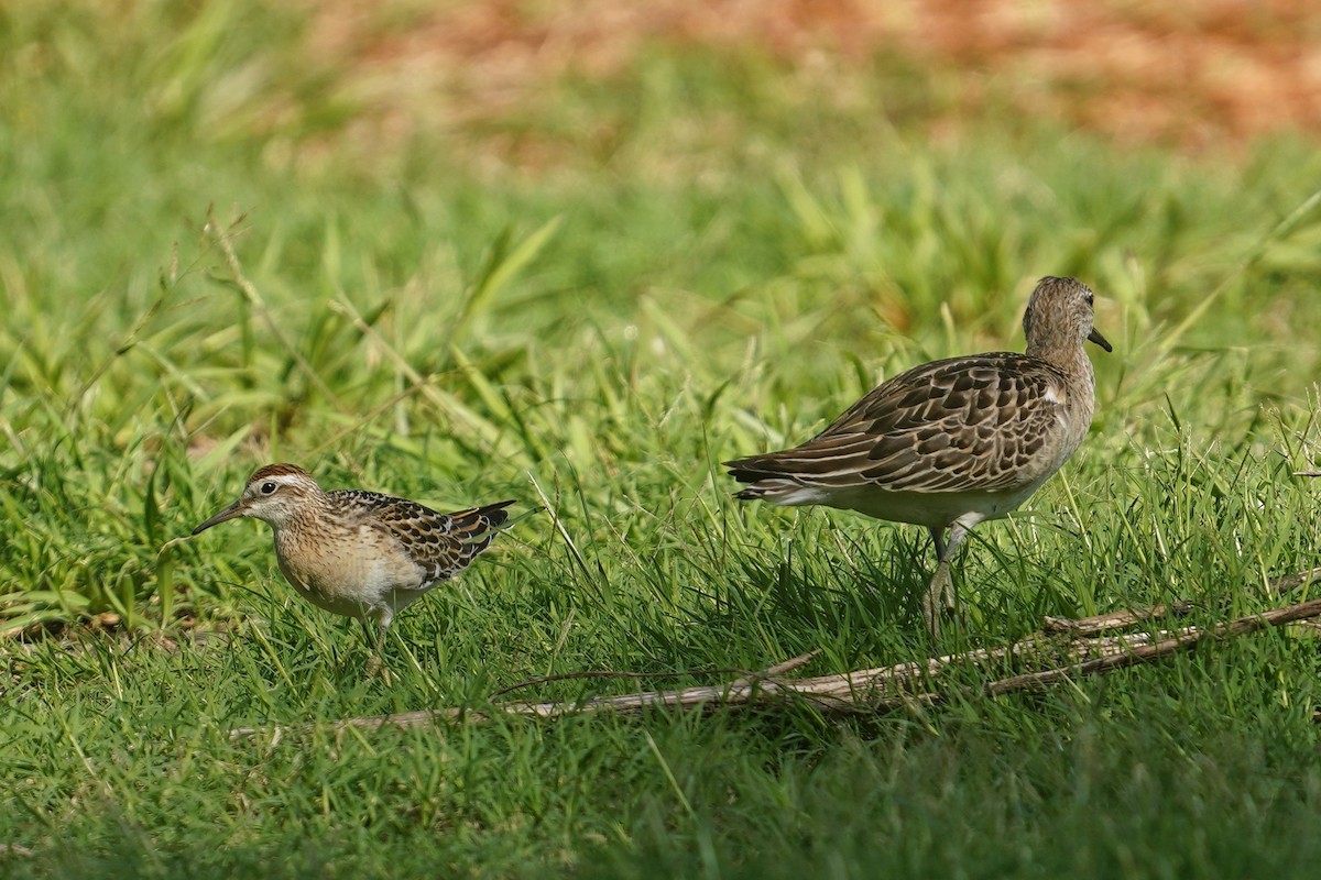 Sharp-tailed Sandpiper - ML645296388