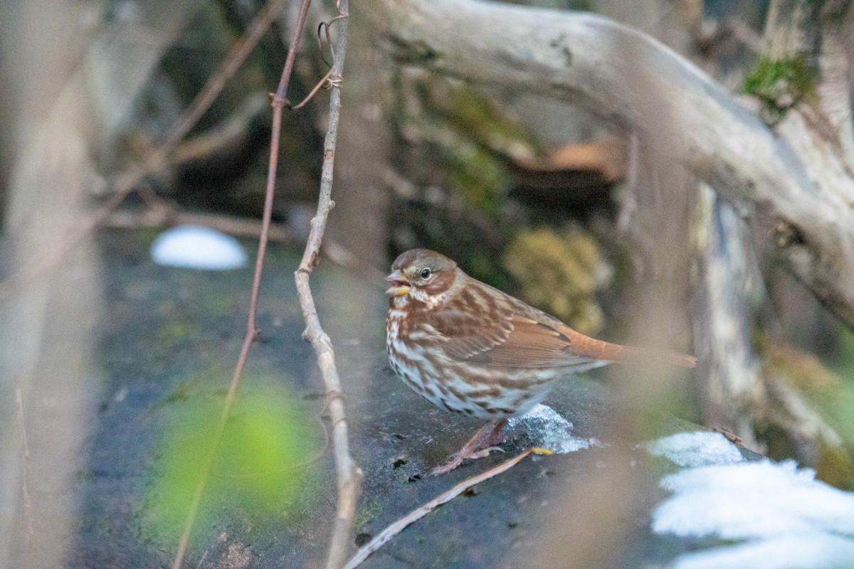 Fox Sparrow - ML645296390