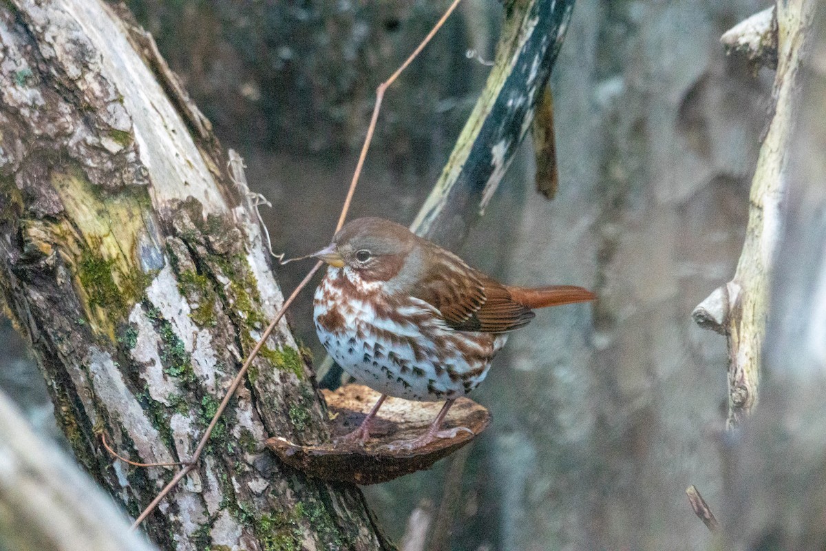 Fox Sparrow - ML645296391
