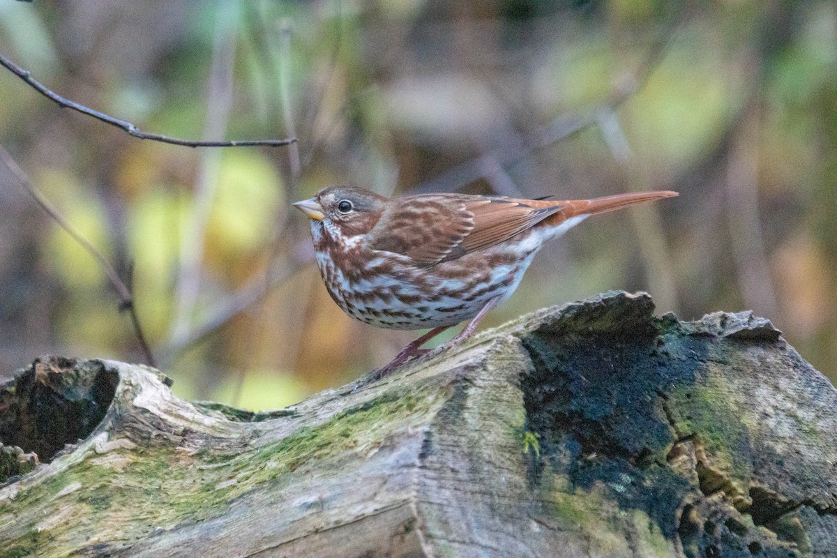 Fox Sparrow - ML645296393
