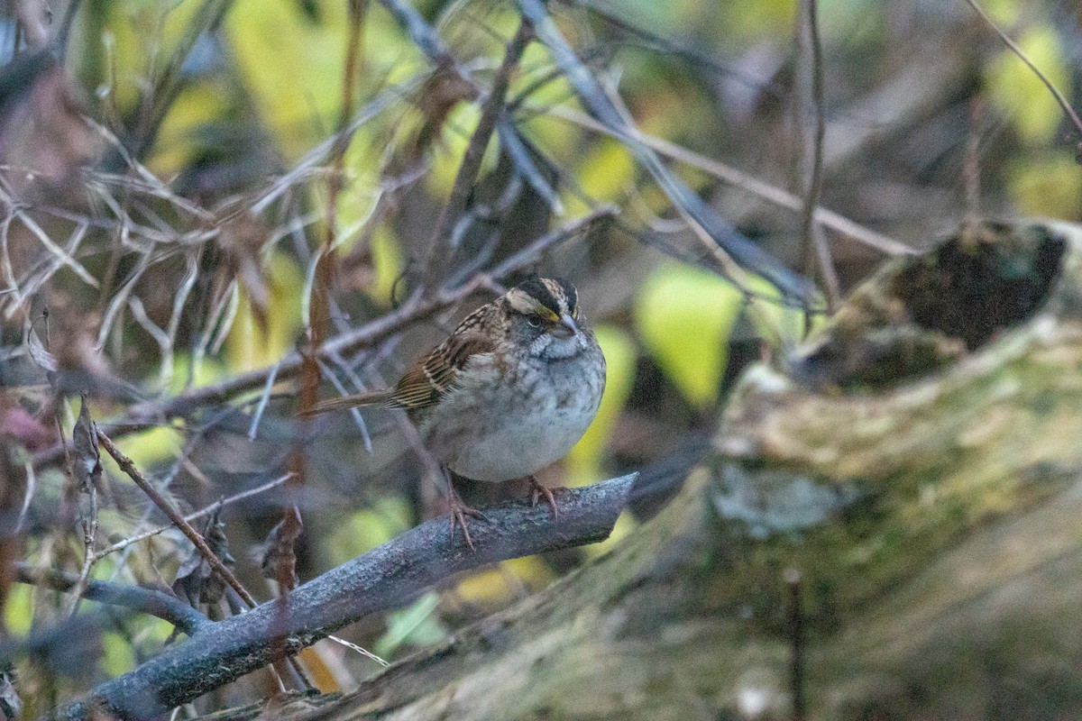 White-throated Sparrow - ML645296395