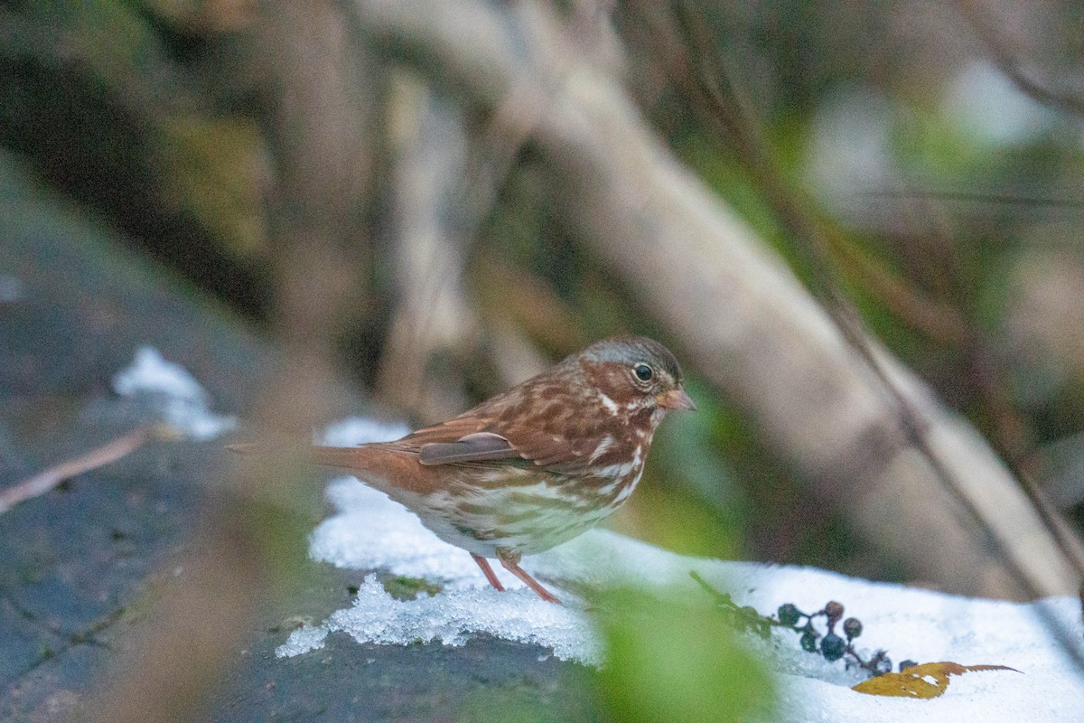 Fox Sparrow - ML645296400