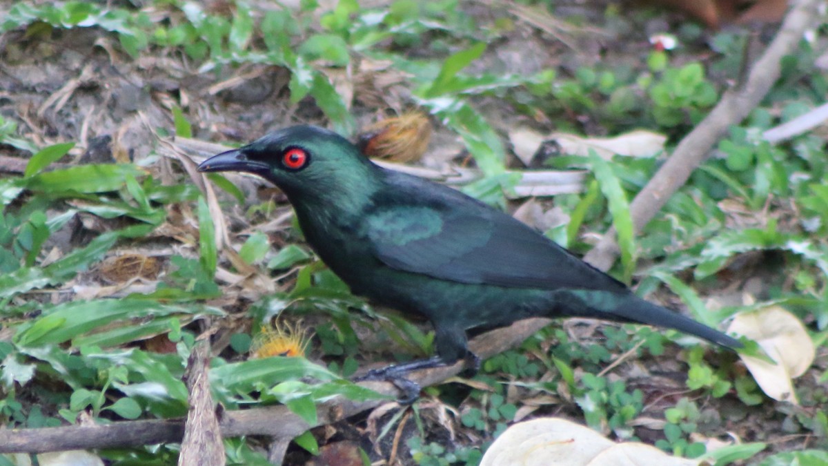 Красноглазый скворец - ML645296405