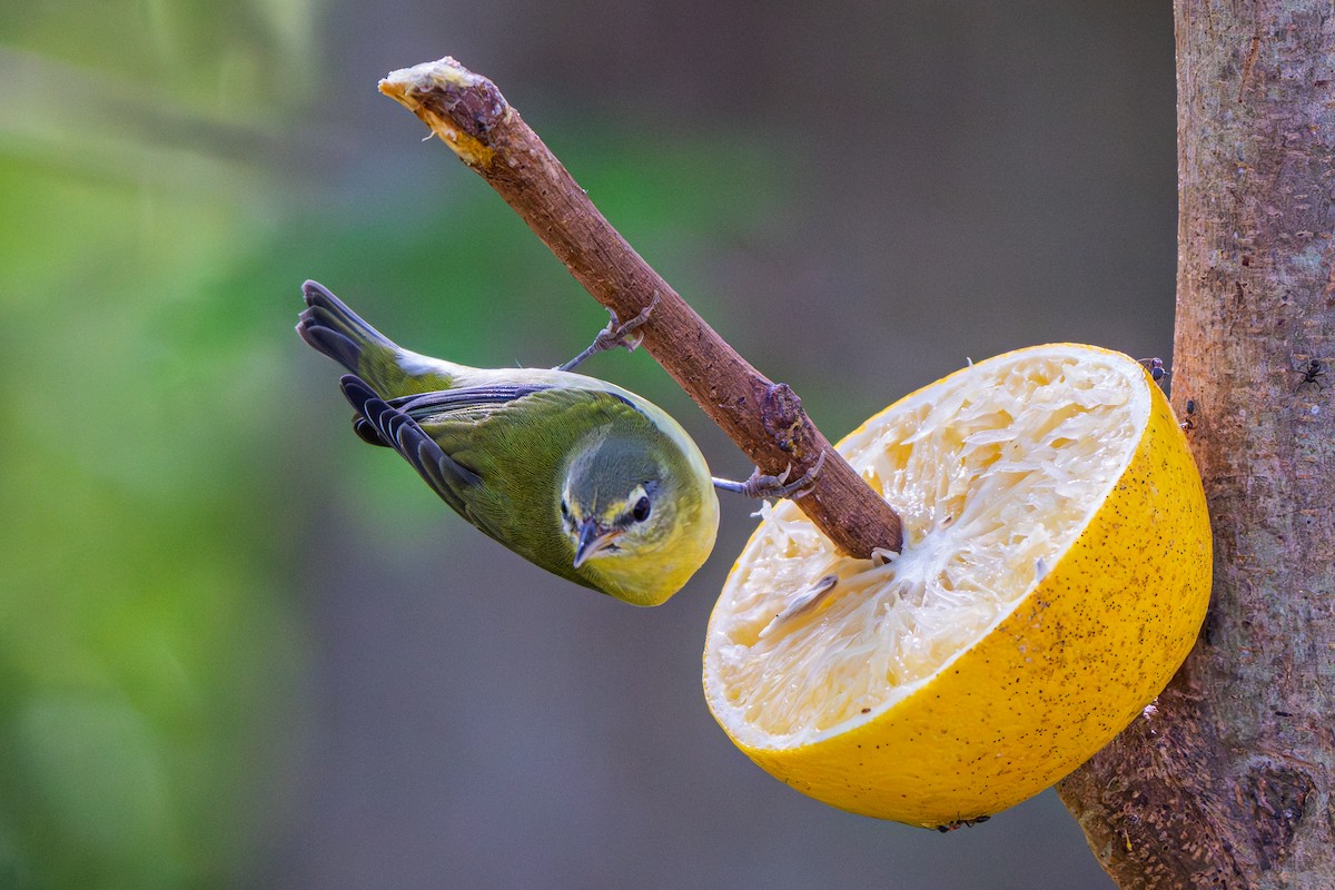 Червоїд світлобровий - ML645296407