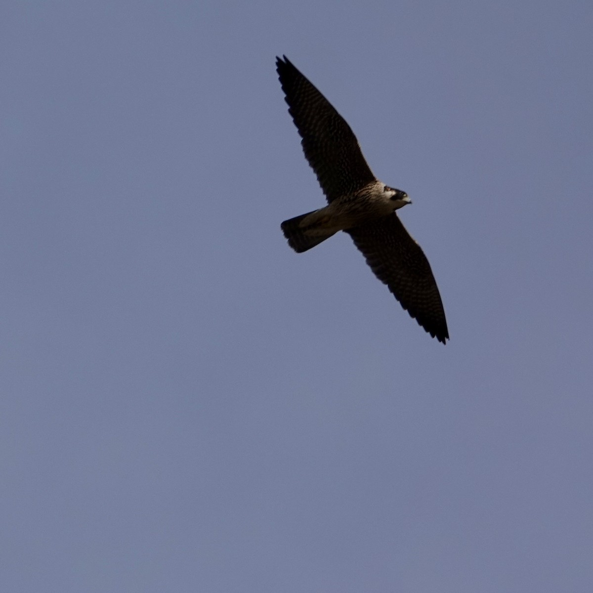 Peregrine Falcon - ML645296417