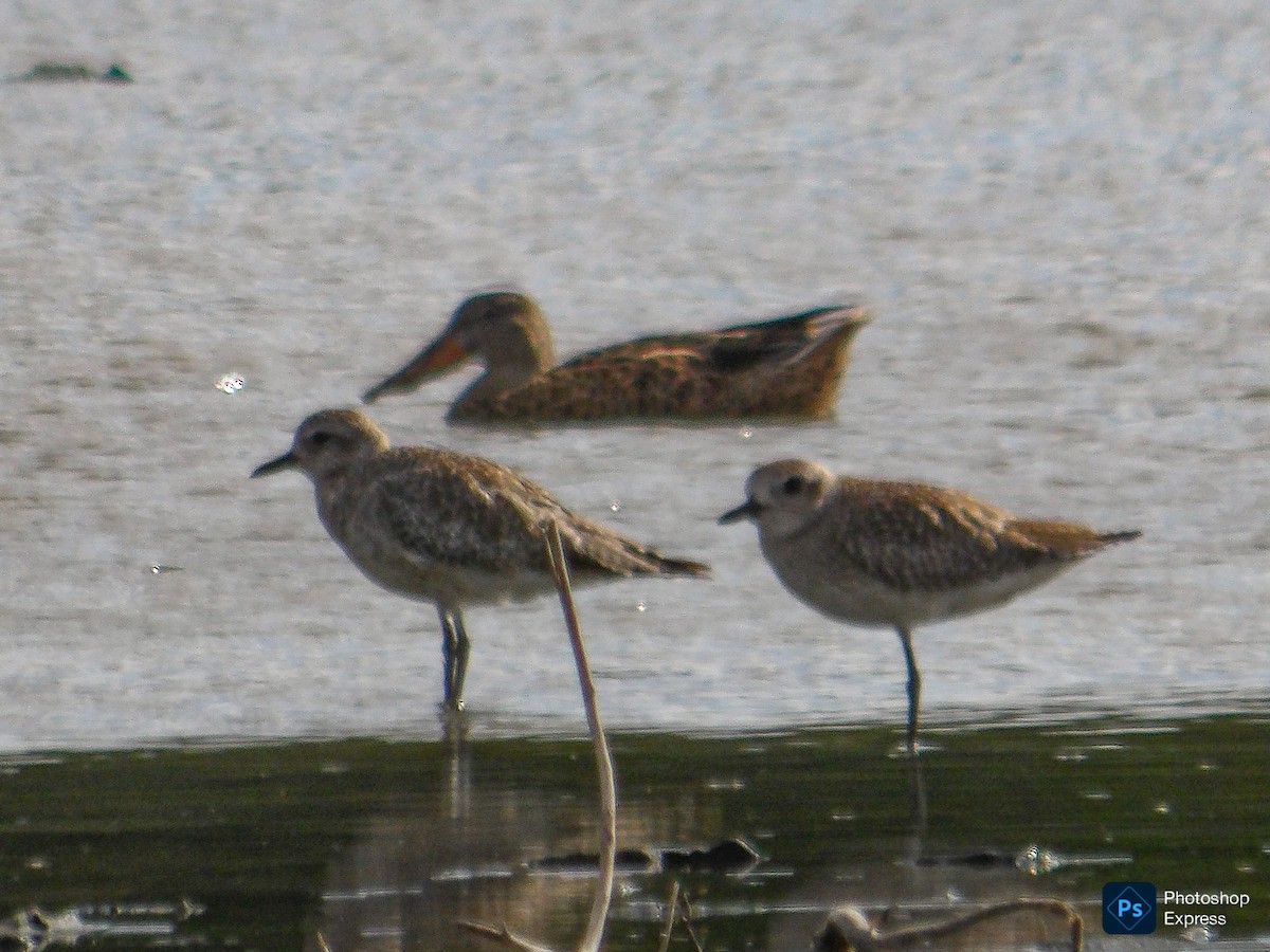 Northern Shoveler - ML645296420