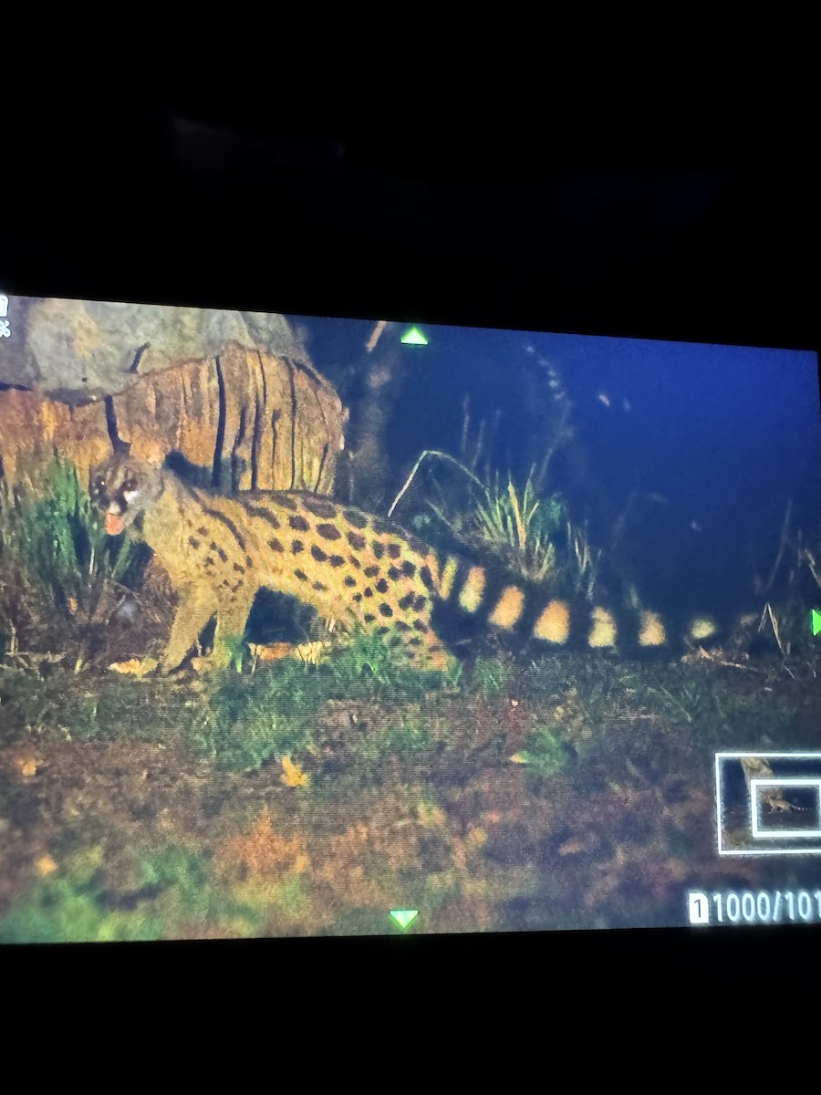 Genets - ML645296421