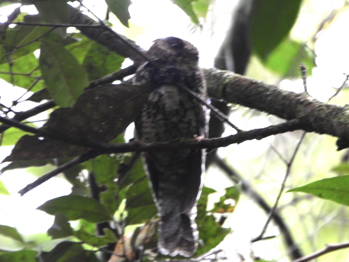 Mountain Owlet-nightjar - ML645296462