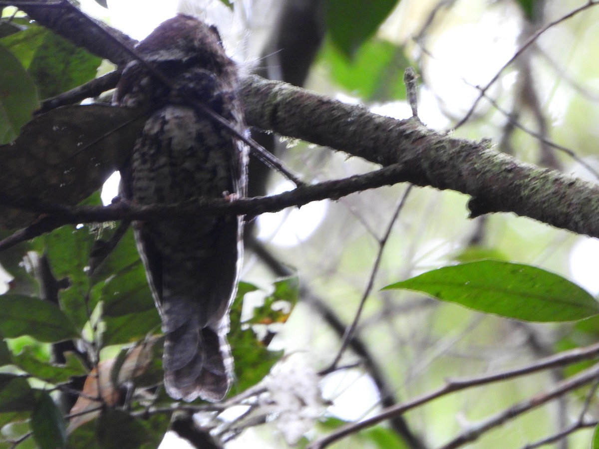 Mountain Owlet-nightjar - ML645296463